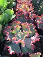 Bright pink and green Echeveria gibbiflora with ruffled leaves