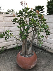 Large Crassula ovata 'Jade Tree' in an oval terracotta clay pot