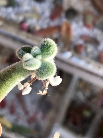 Fuzzy Echeveria succulent baby that was propagated from a leaf