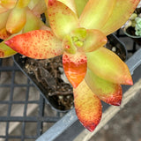 Golden Sedum succulent plant showing deep red coloration from full sun exposure.