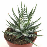 Haworthia attenuata 'Zebra Plant' in a 4 inch pot with large triangular leaves and white stripes