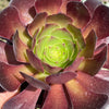 Aeonium "Blushing Beauty"