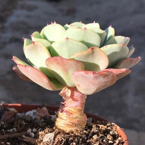 Succulent with long stem that has had the dead leaves removed