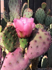 Opuntia 'Santa Rita' Baby purple dwarf cactus with pink flower