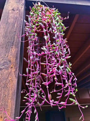 The succulent plant Othonna capensis 'Ruby Necklace' with ruby red beads on long strands