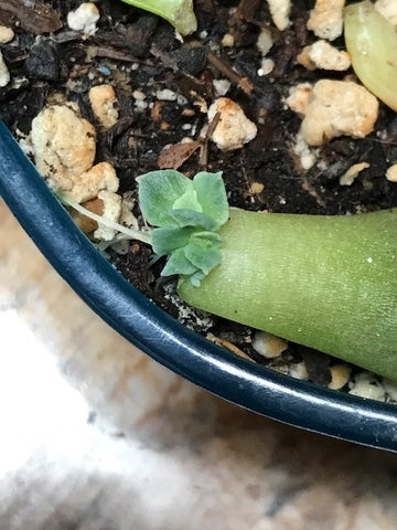 Green leaf and new leaf baby on the soil towards the edge of a blue succulent pot.