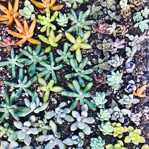 Succulent cuttings planted in a tray and ready to grow new roots