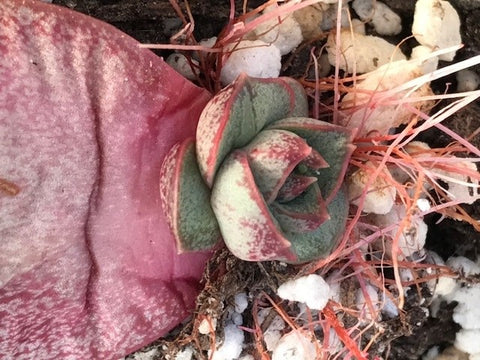 Shows how succulent leaf propagation works with a baby and roots growing at the end of a leaf.