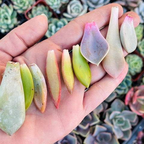 Rainbow of succulent leaves held in a hand and ready for propagating.