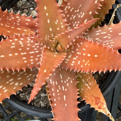 Aloe 'Cynthia Giddy' succulent plant in full red coloration due to full sun exposure.