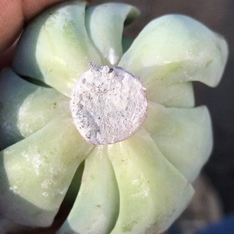 Succulent head with fresh cut that is coated in rooting hormone