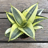 Gold and green Sansevieria 'Snake Plant' indoor house plant