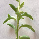 Close up of String of Dolphins succulent plant green dolphin-shaped leaves on a green stem. 