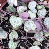 Close up of the String of Hearts succulent plant with pink heart-shaped leaves