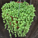 String of pearls succulent plant shown in a hanging planter pot