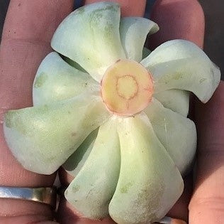 Shows fresh cut stem on succulent head