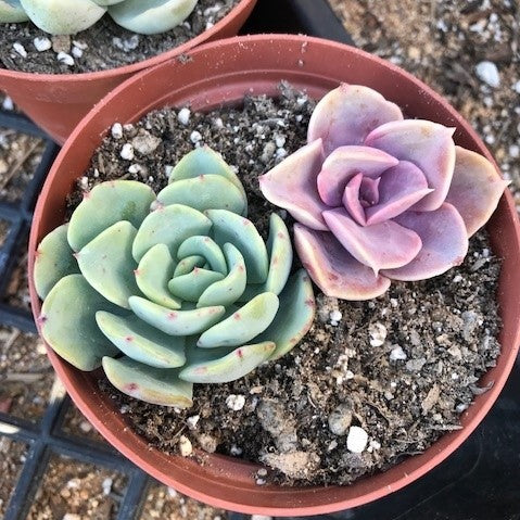 Two succulent heads that have been cut and replanted, ready to grow new roots