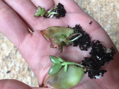 Shows three succulent leaf babies sprouting up from mother leaves. 