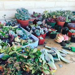 Succulent plant, plant clippings, and pruners on a table.