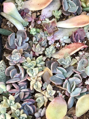 A bunch of colorful baby succulents that are being propogated from leaves and growing on soil.