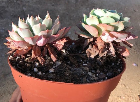 Two Echeveria that have grown too tall and have lots of dead leaves that need to be removed.