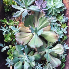 Variety of colorful easy-care succulent plants including Echeveria and Sedum