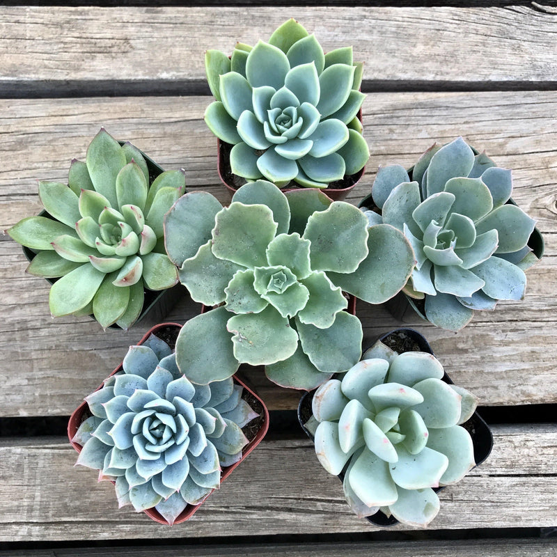 Set of 6 blue and green colored rosette succulent plants growing in 2 inch nursery pots. 