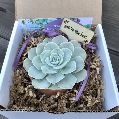 Personalized Live Succulent Gift, Custoplant Gift, Monagram