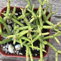 Rhipsalis Cereuscula Coral Cactus 2 Succulent Plant Zensability