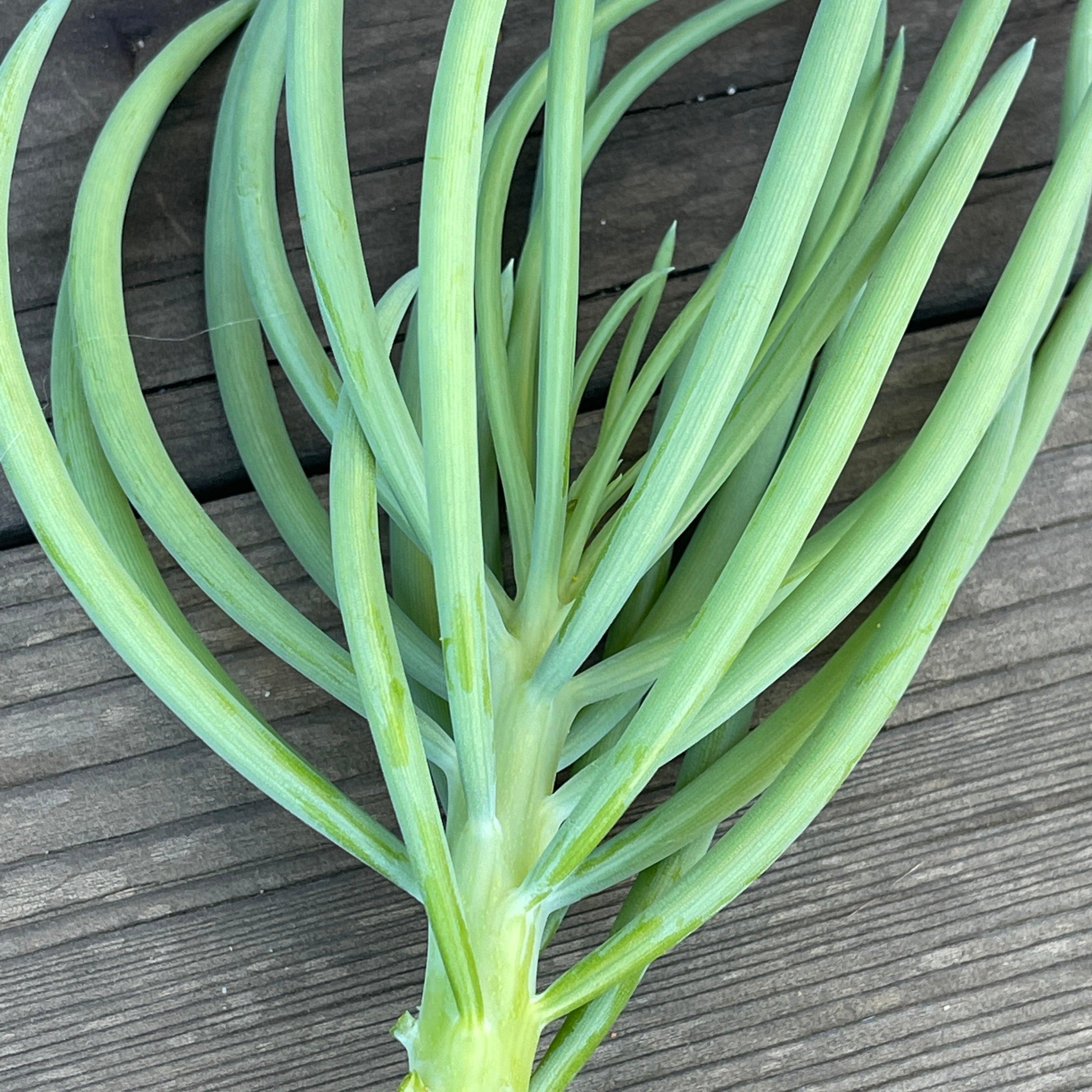 Cuttings - Senecio cylindricus 'Narrow Chalk Fingers'(2) - undefined product image