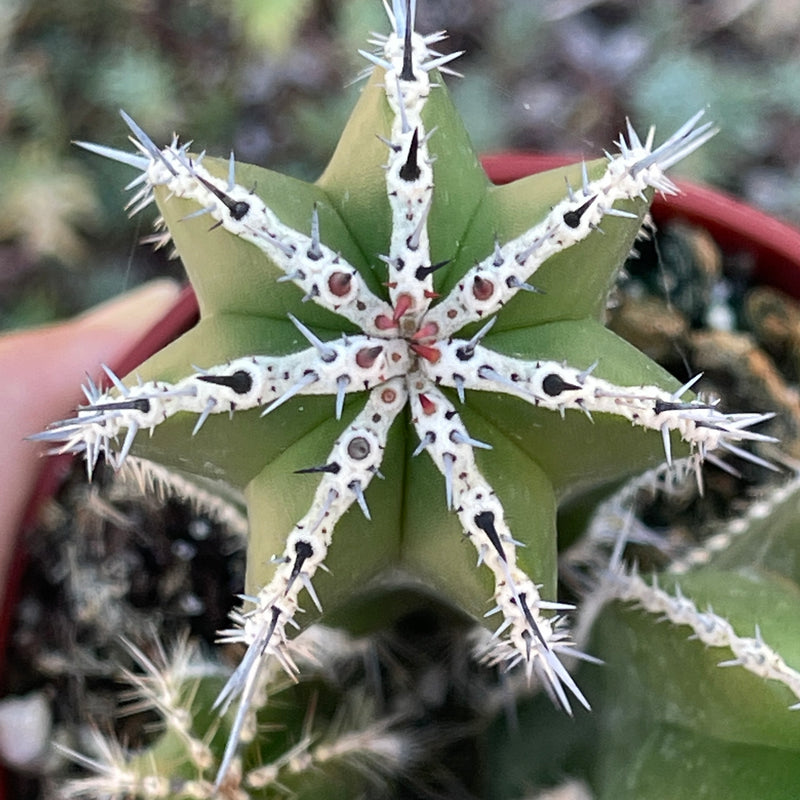 Pachycereus marginatus ‘Mexican Fencepost Cactus&