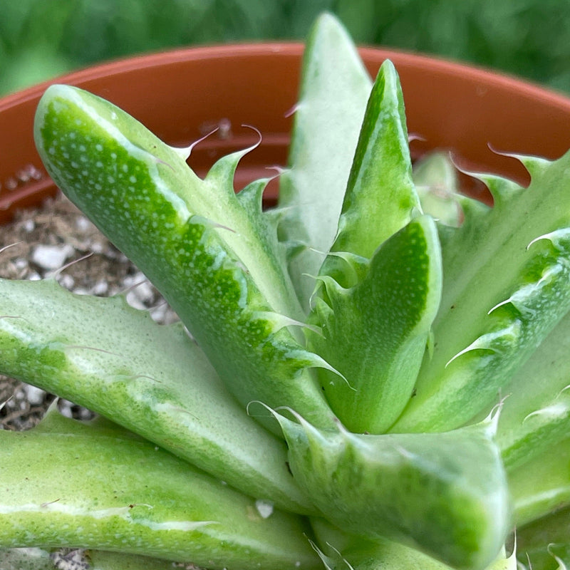 最新入荷 47.Faucaria tigrina variegated 多肉植物 lambda-mdl.de