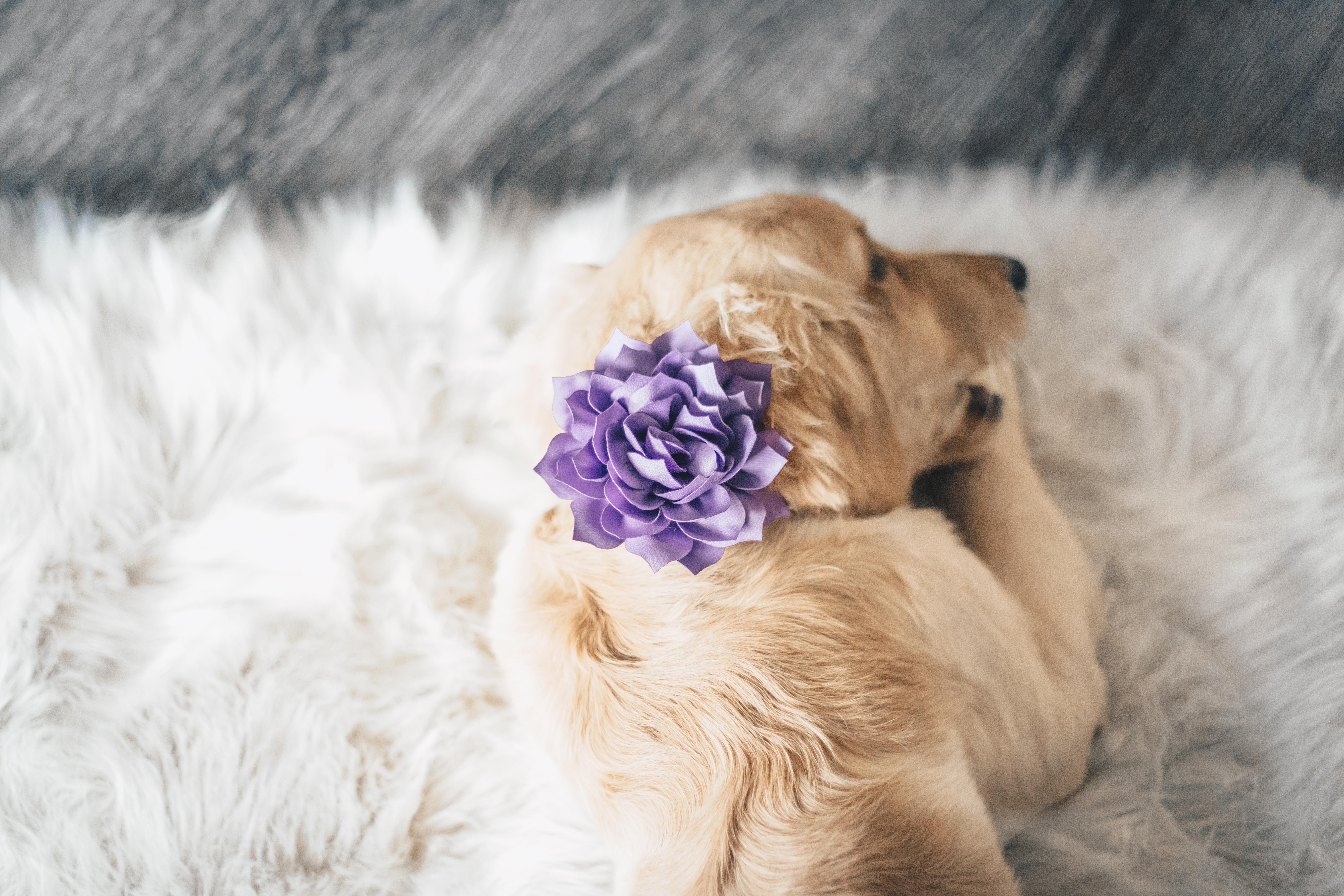 Customized Dog Collar, Adjustable Small Medium Large, Cute Girl Female  Summer Spring Pretty Designer Puppy, Floral White Daisy