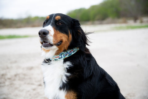 dog on hike with personalized embroidered dog collar ways to stay active with your dog