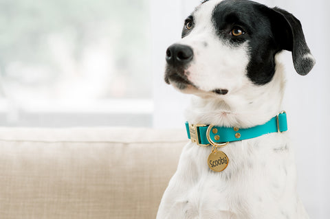 A white and black dog is wearing a bright teal collar and brass dog tag.