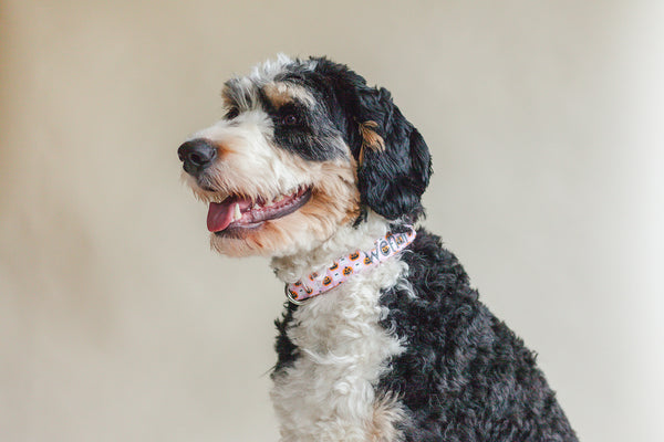 A grey and white doodle dog is wearing a pink collar with pumpkins on it.