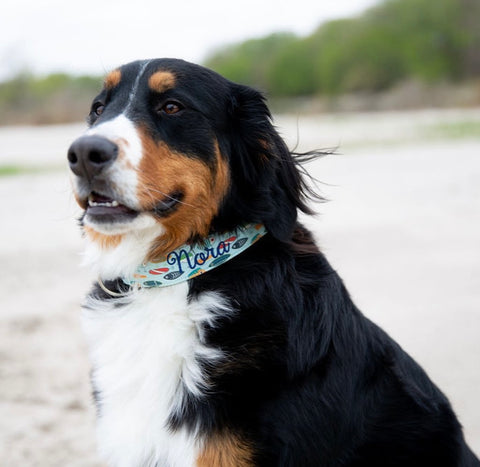 A Bernese mountain dog sits on the beach with a beach-themed color with fish on it