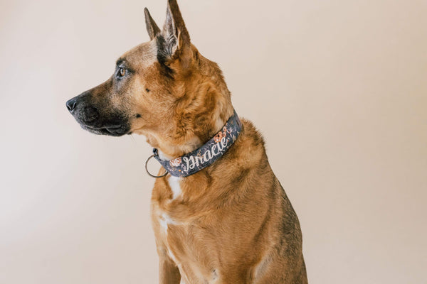 A German shepherd is wearing a charcoal collar with flowers on it.