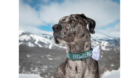 St Patrick's Day Dog. Dog collar for st patricks day. Custom Collar for dog. Shamrock with your pup.