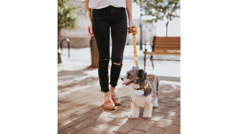 Walking your dog. Take your dog on a walk. Walk in the park with dog. Spend the day with your dog in the park. Walking your dog in the park. Explore trails with your dog. Custom Spring Collar from Duke and Fox. Customized dog colalr.