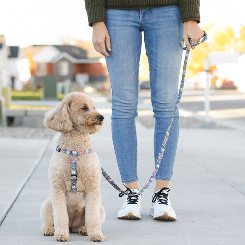 Woman active with dog stay active with your dog Duke & Fox collars harnesses and leashes