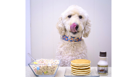 National Cereal, Flapjack Day. Dog eating cereal. Dog and cereal. Pancakes for your dog. Holidays with your dog