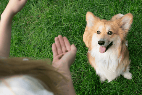 dog training positive reinforcement training