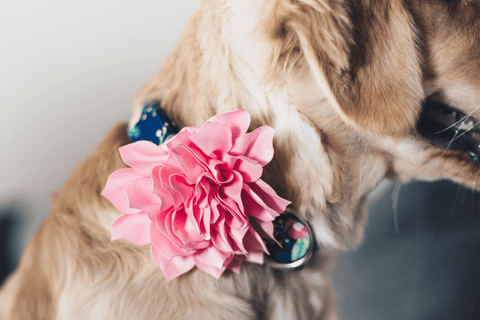 dog with pink collar flower from Duke & Fox