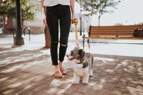 dog with woman on walk Duke & Fox Personalized Dog Collar and Leash