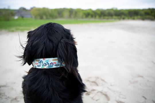 A Bernese Mountain Dog with a fish collar looks out over the water.