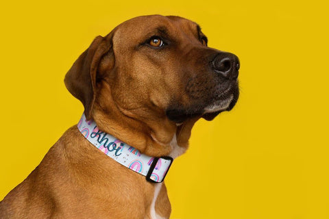 embroidered dog collar Duke & Fox
