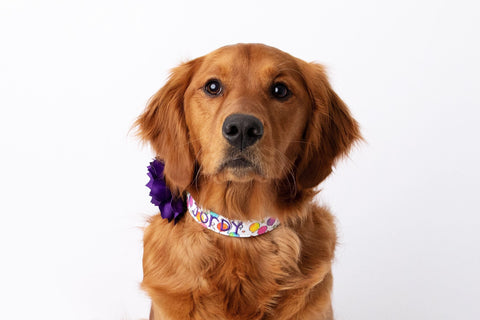 A golden retriever is wearing a balloon-themed collar and a purple flower.