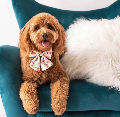 A golden doodle with colorful bow sits on a blue chair looking at the camera.