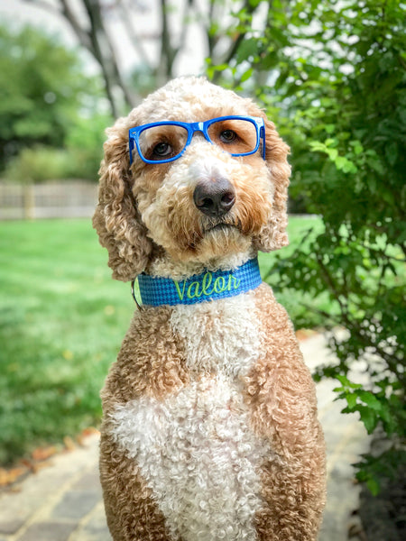 A golden doodle is wearing blue glasses and has on a blue houndstooth collar.